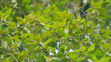 Southern Magnolia Or Bull Bay And Big Laurel Plant At Botanical Garden. Green And Yellow Or Brown Leaves Growing. Selective focus.