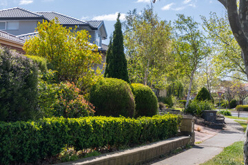 A suburban street lined with manicured shrubs, plants, and tree hedges in the front yard garden by the pedestrian sidewalk. Beautiful living environment in Australia's residential neighborhood.