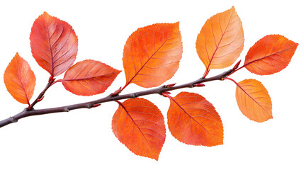 Naklejka premium Vibrant orange and red autumn leaves branch isolated on white background