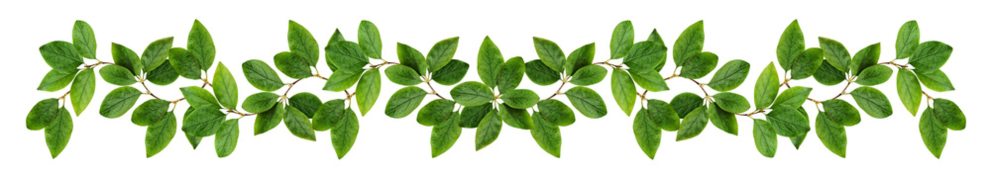 Fototapeta Twigs with green leaves (Cotoneaster lucidus) in a floral garland isolated on white or transparent background