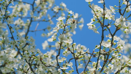 Insect honey bee pollinates. Wild Cherries Bloomed With Small White Flowers. Small White Flowering Tree Branches.