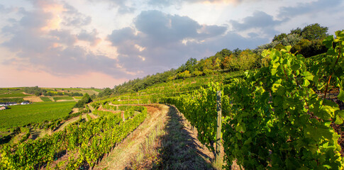 Paysage viticole dans les vignes de France en automne.