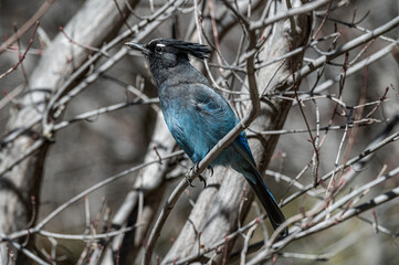 Stellers Jay In Rocky Mountain National Park, Colorado, USA