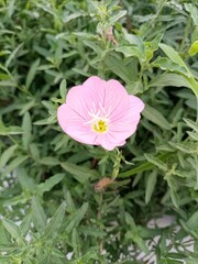 Pink Evening Primrose Flowers (Oenothera Speciosa)