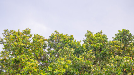Green Canopy Against a Clear Sky. A close-up view of a vibrant green canopy of leaves against a clear blue sky.