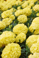 Yellow marigold flowers (Tagetes) in full bloom in the garden. Yellow flower background.
