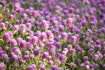 Pink globe amaranth flowers (Gomphrena) growing in a garden.  The image is taken in natural...