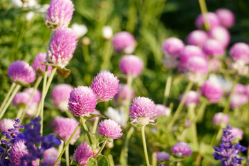 Pink globe amaranth flowers (Gomphrena) growing in a garden.  The image is taken in natural daylight, highlighting the soft pink tones of the flowers.