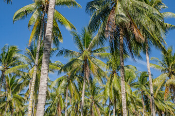 Fototapeta premium Tropical Palm Tree Grove. A lush tropical grove with palm trees reaching towards a bright blue sky.