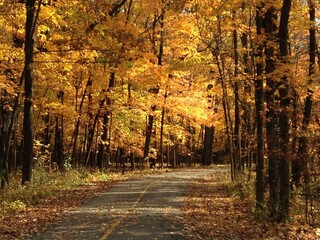 autumn in the forest