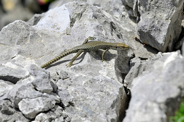 Prokletije rock lizard (Dinarolacerta montenegrina) - Prokletije National Park , Montenegro