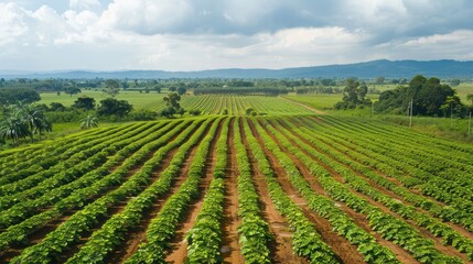 Aerial View of Lush Green Farmland