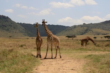 Giraffen im Masai Mara Nationalpark - Kenia 