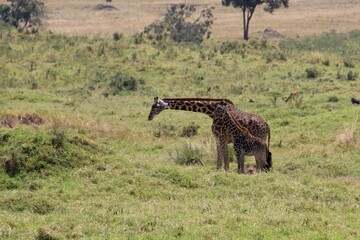 Giraffen im Masai Mara Nationalpark - Kenia 