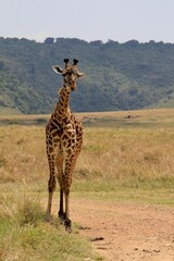 Giraffen im Masai Mara Nationalpark - Kenia 