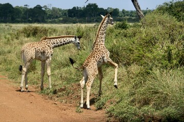 Giraffen im Masai Mara Nationalpark - Kenia 