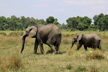 Fototapeta premium Elefanten im Mansa Mara Nationalpark 