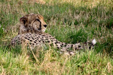 Gepard 