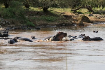 Fototapeta premium Flusspferde im Masai Mara River, Kenia