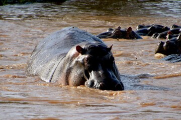 Fototapeta premium Flusspferde im Masai Mara River, Kenia