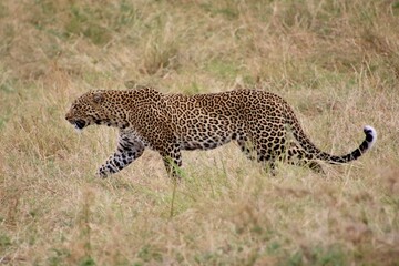 Leopard im Masai Mara Nationalpark, Kenia 