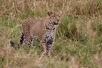 Leopard im Masai Mara Nationalpark, Kenia 