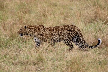 Obraz premium Leopard im Masai Mara Nationalpark, Kenia 