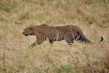Leopard im Masai Mara Nationalpark, Kenia 