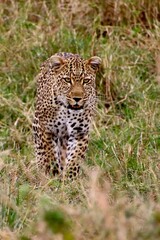Leopard im Masai Mara Nationalpark, Kenia 