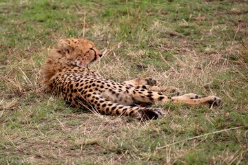 Geparden im Masai Mara Nationalpark, Kenia 