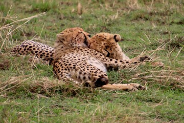 Geparden im Masai Mara Nationalpark, Kenia  © Bärbel