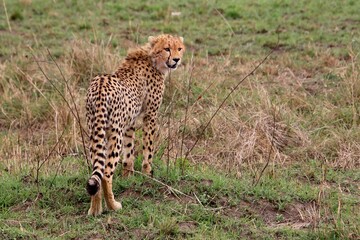 Geparden im Masai Mara Nationalpark, Kenia 