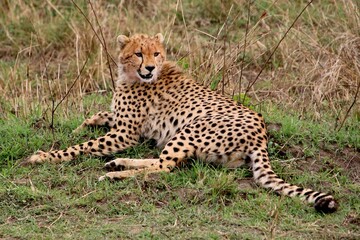 Geparden im Masai Mara Nationalpark, Kenia  © Bärbel