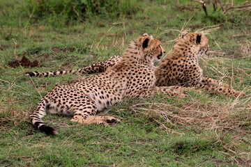Geparden im Masai Mara Nationalpark, Kenia 
