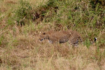 Geparden im Masai Mara Nationalpark, Kenia  © Bärbel