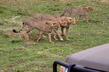 Geparden in Masai Mara Nationalpark  © Bärbel