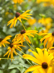 black-eyed susans