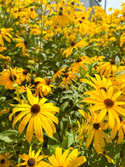 black-eyed susans in the sun