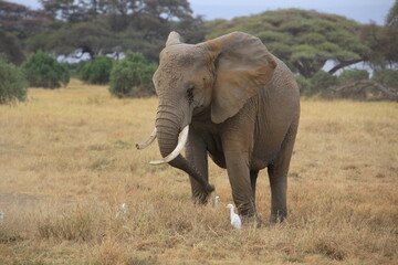 Obraz premium Elefanten