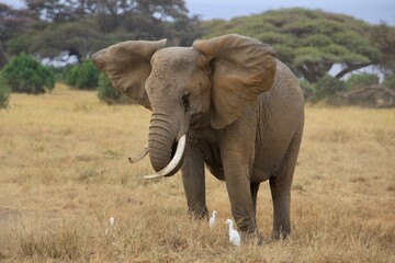 Obraz premium Elefanten