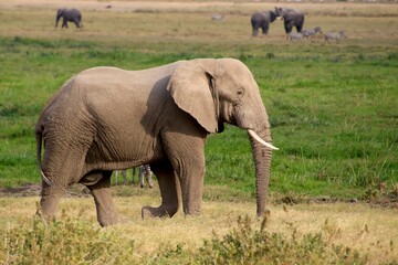 Elefanten © Bärbel