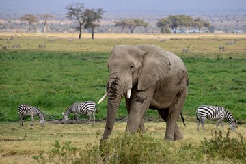 Elefanten © Bärbel