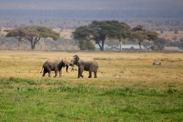 Elefanten © Bärbel