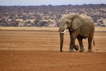 Elefanten © Bärbel