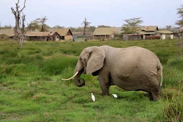 Elefanten © Bärbel