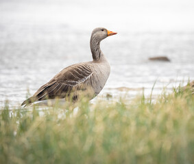 adult greylag goose on the shore of Öxará river, Þingvellir  (Thingvellir) National Park, Iceland
