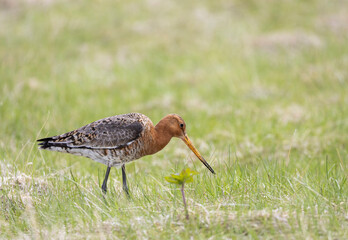 long beaked black-tailed godwit, Þingvellir  (Thingvellir) National Park, Iceland