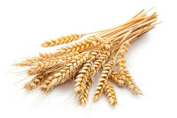Freshly harvested ears of wheat arranged on a white background, ideal for food or agriculture-related content