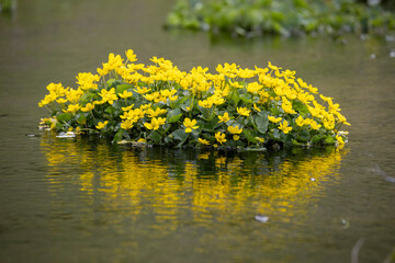 yellow wildflower - the Marsh-marigold aka H&oacute;fs&oacute;ley - growing on a tiny island in a calm stream at Seljalandsfoss waterfall, Iceland