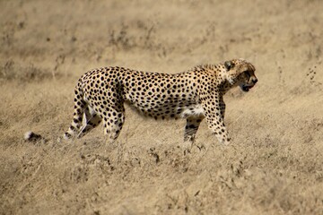 Gepard auf der Pirsch